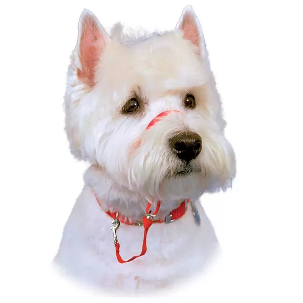 Shop Halti Training Collar Size 1 For Small And Active Dogs Training Collars